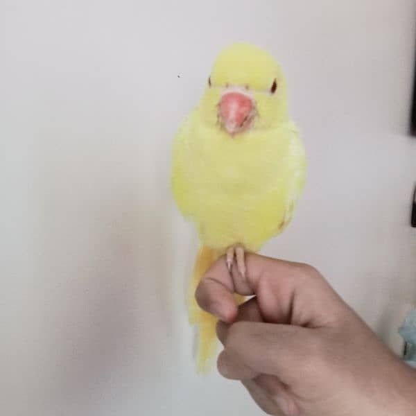 Yellow ringneck chick (female) 1