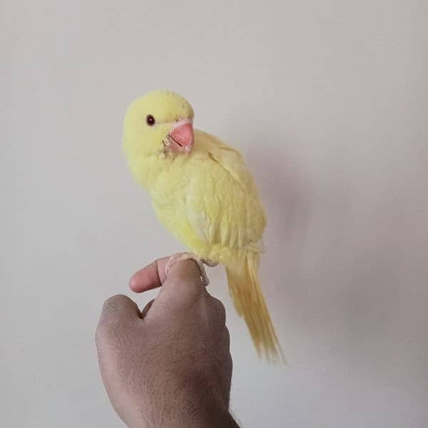 Yellow ringneck chick (female) 3