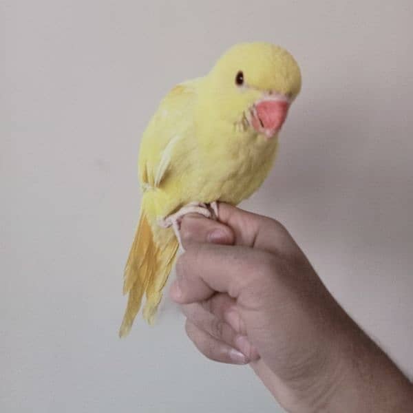 Yellow ringneck chick (female) 4