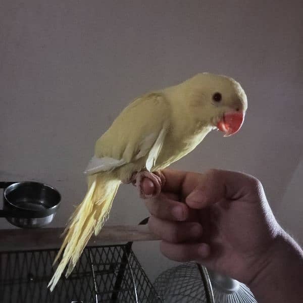 Yellow ringneck chick (female) 6