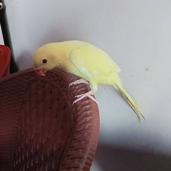 Yellow ringneck chick (female) 8