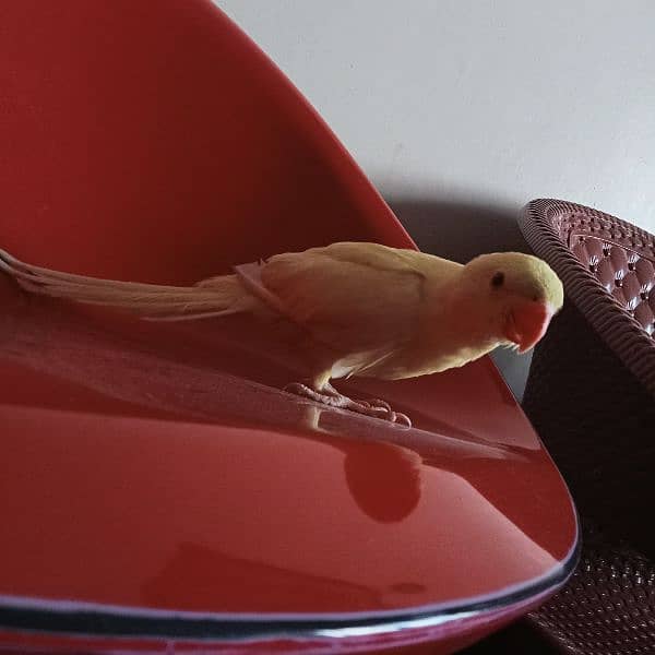 Yellow ringneck chick (female) 9