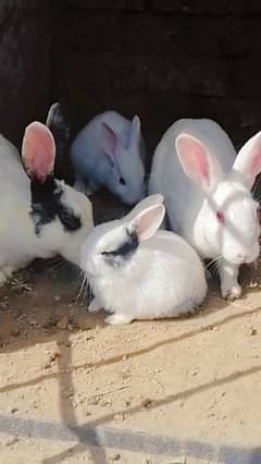 rabbit male of female