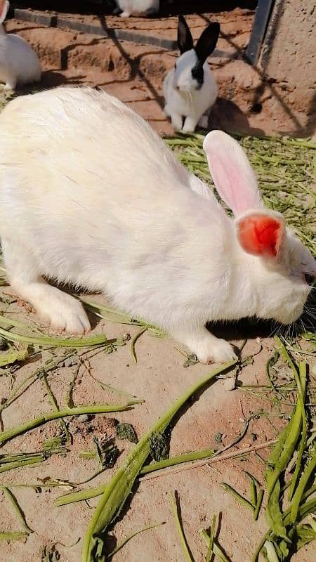 rabbit male of female 1