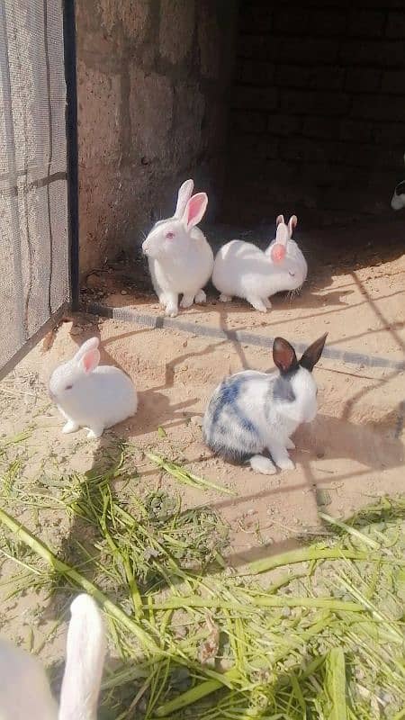 rabbit male of female 2