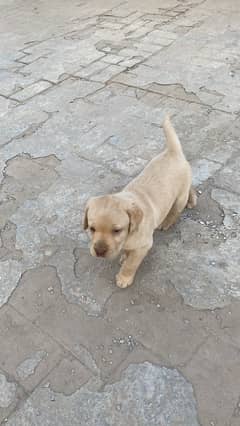 labrador