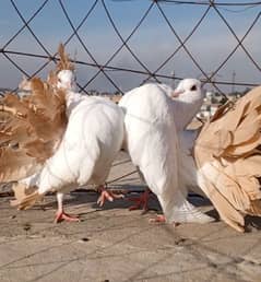 Red Tail pair