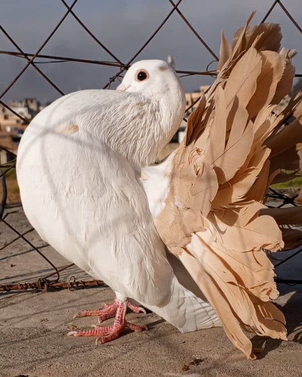 Red Tail pair 1