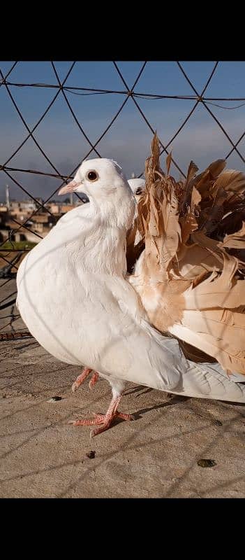 Red Tail pair 2