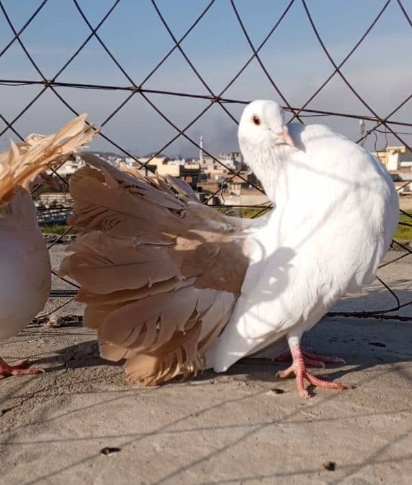 Red Tail pair 3