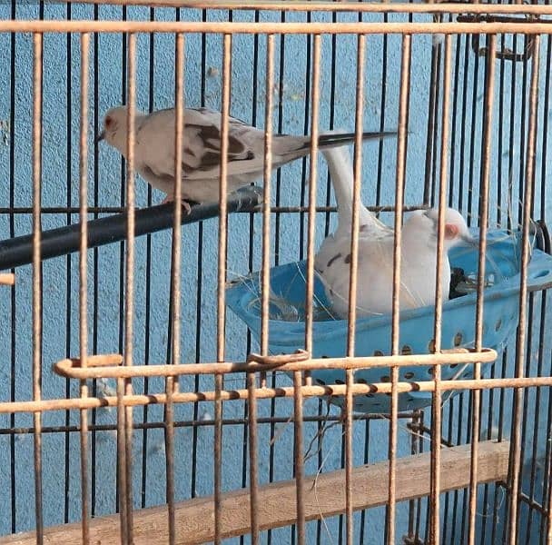 daimond pied dove pair 1