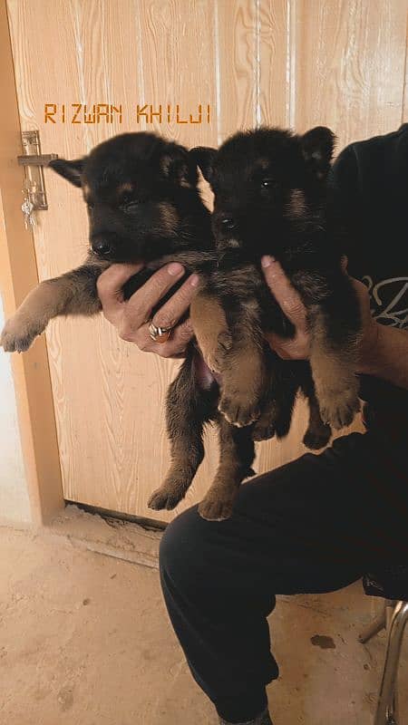 German shepherd puppies long coat none pedigree 3