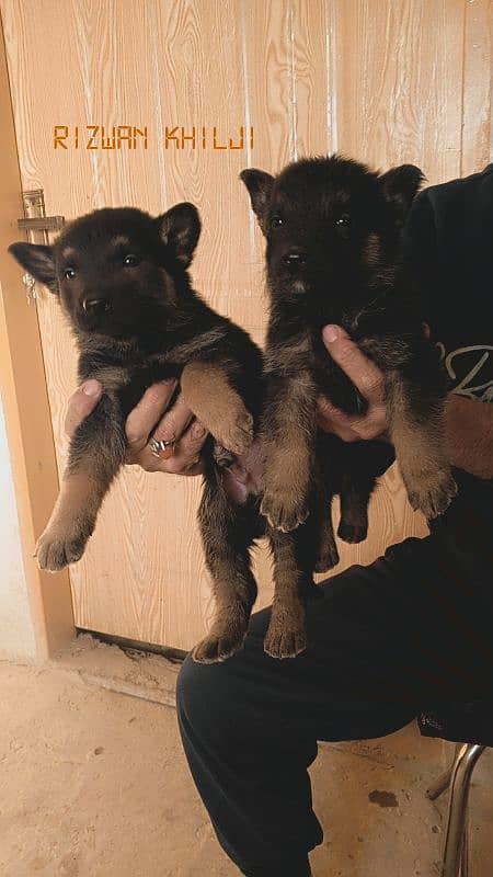 German shepherd puppies long coat none pedigree 4