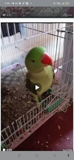 11 maheeny ka  parrot hai wo bhi bolny wala