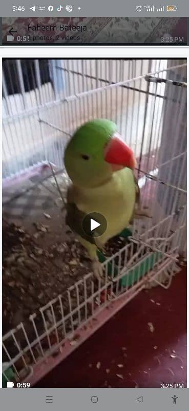 11 maheeny ka  parrot hai wo bhi bolny wala 0