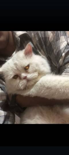 PERSIAN PUNCH FACE CAT