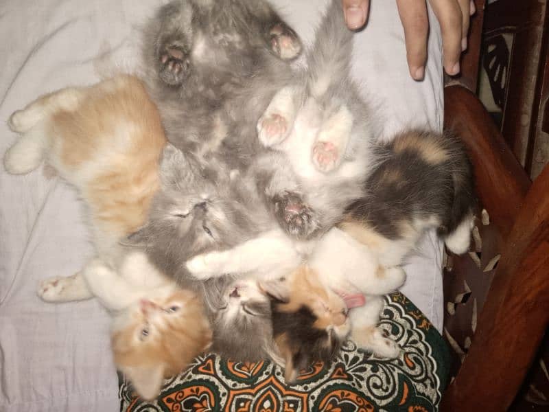 Cats for sale 2