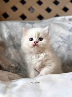 pure Persian kitten cat quality bhot achi he triple cot