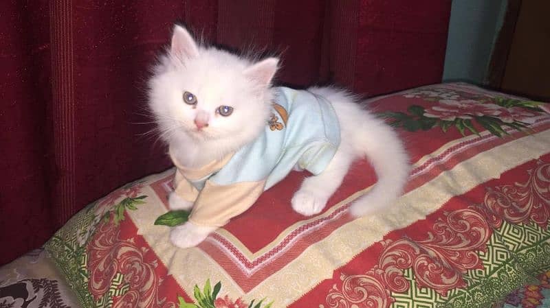 pure Persian kitten cat quality bhot achi he triple cot 1