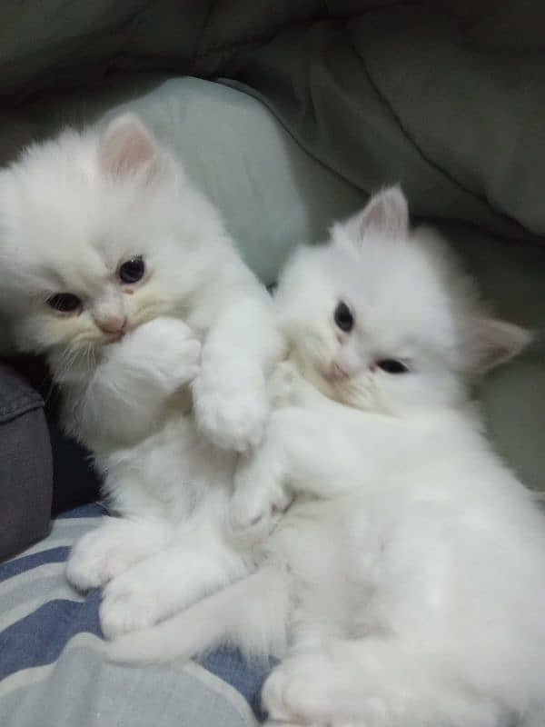 pure Persian kitten cat quality bhot achi he triple cot 3