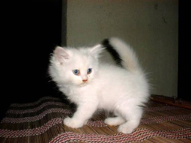 pure Persian kitten cat quality bhot achi he triple cot 4