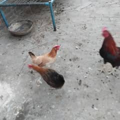 Desi Hens and Cross Aseel roaster for sale