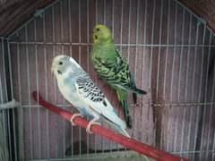 3 Australian birds for sale