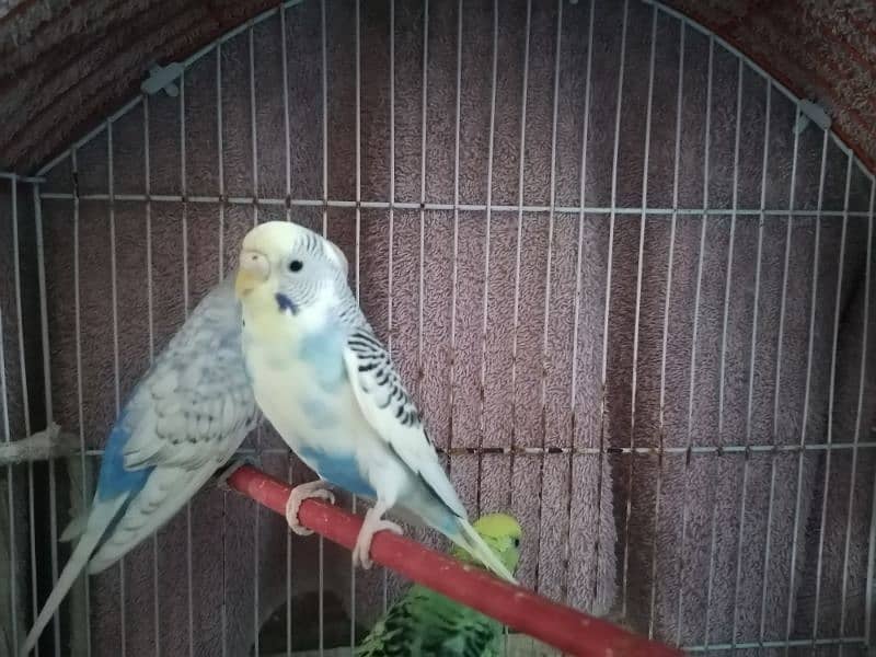 3 Australian birds for sale 1