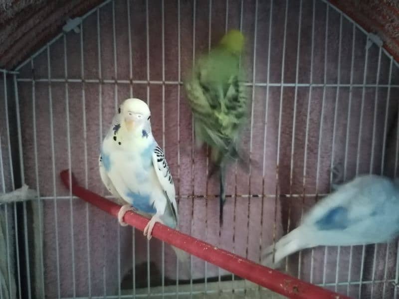 3 Australian birds for sale 2