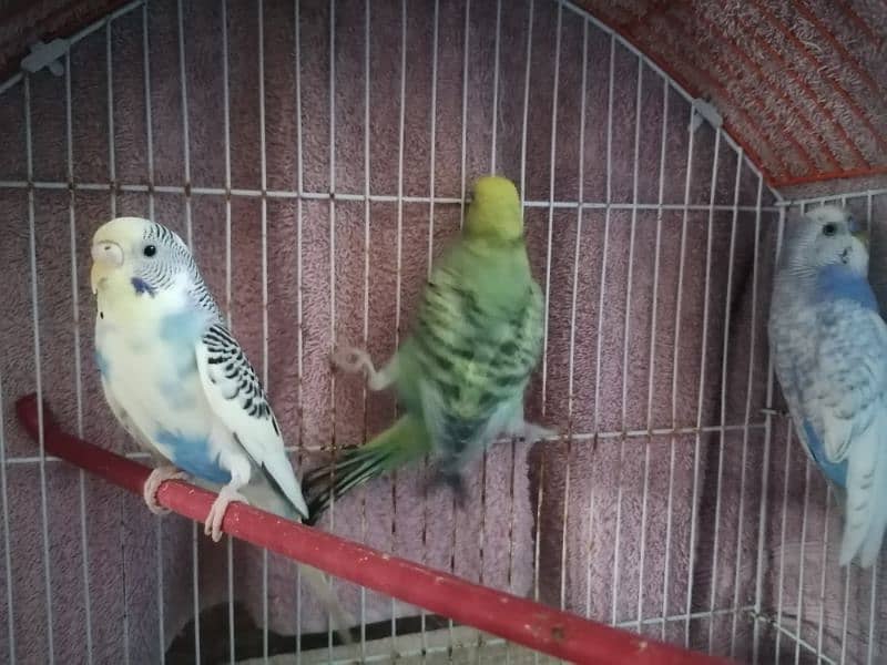 3 Australian birds for sale 3