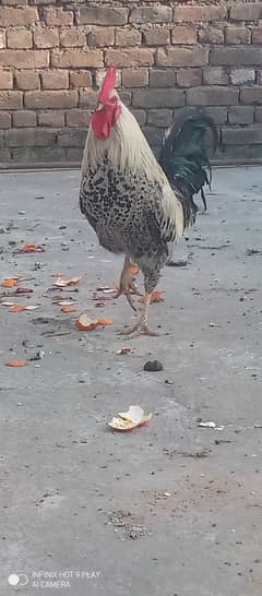 a mishri hen