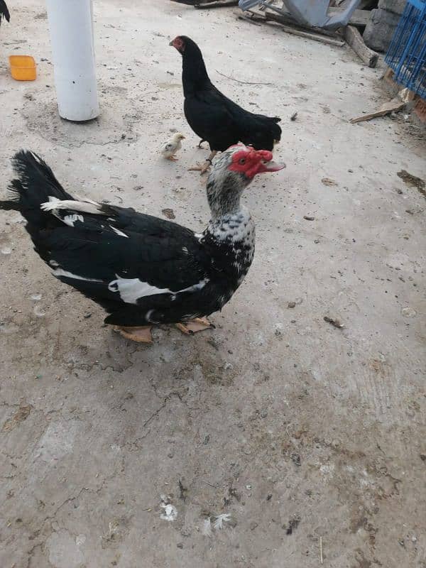 Muscavy ducks for sale 1