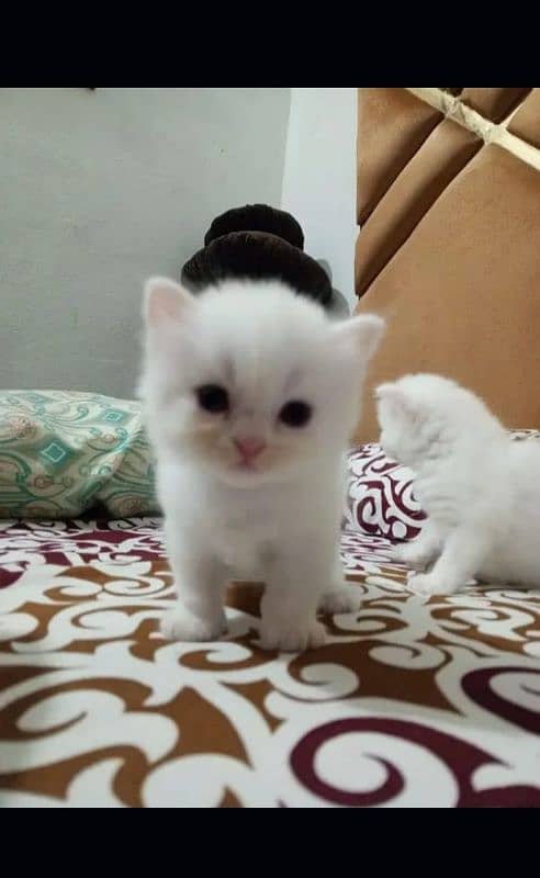 Persian kitten for urgent sale my WhatsApp number 0331 9289880 1