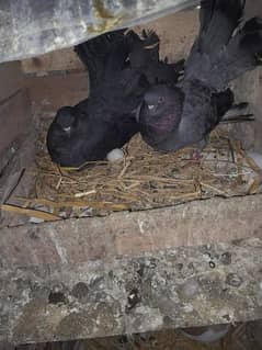 black lakay breeder pair with chick and egg