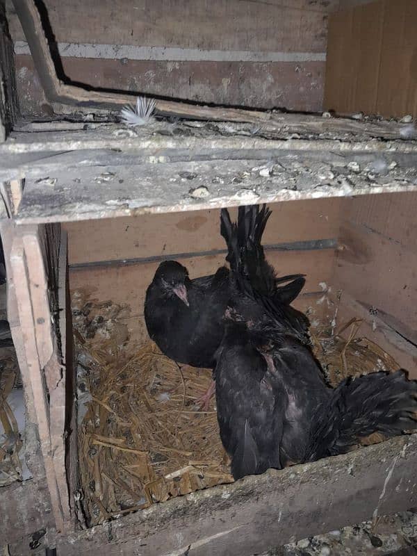 black lakay breeder pair with chick and egg 1