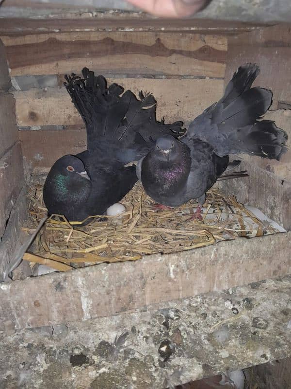 black lakay breeder pair with chick and egg 2