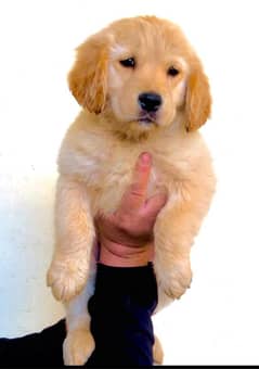 Golden Retriever Female puppy Top Quality