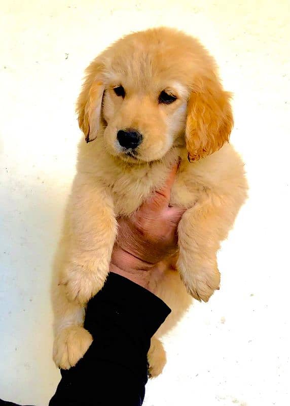 Golden Retriever Female puppy Top Quality 1