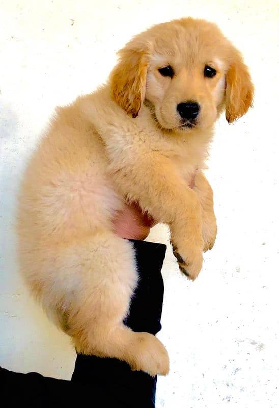 Golden Retriever Female puppy Top Quality 2