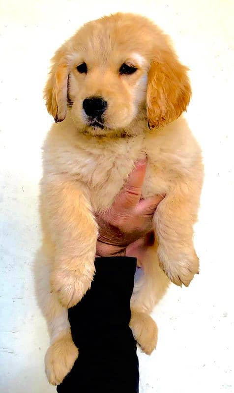 Golden Retriever Female puppy Top Quality 3