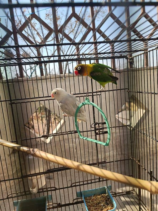 Albino, Black mask lovebird pair parrot 0