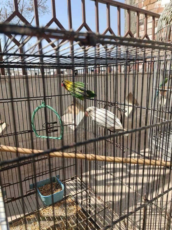 Albino, Black mask lovebird pair parrot 1