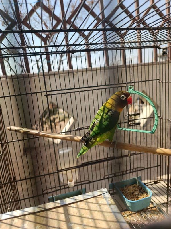 Albino, Black mask lovebird pair parrot 2