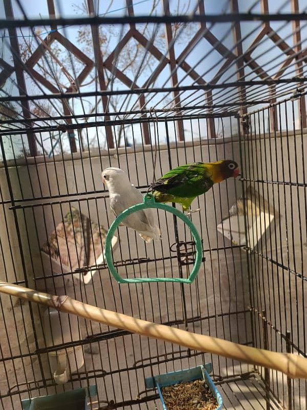 Albino, Black mask lovebird pair parrot 3