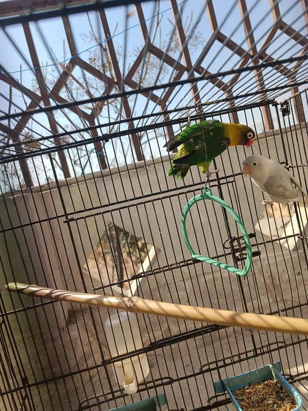 Albino, Black mask lovebird pair parrot 4