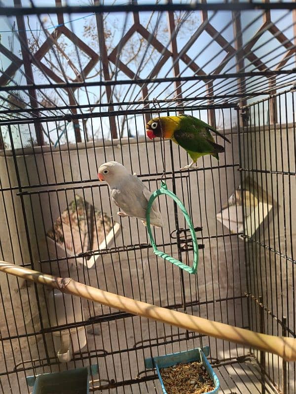 Albino, Black mask lovebird pair parrot 5