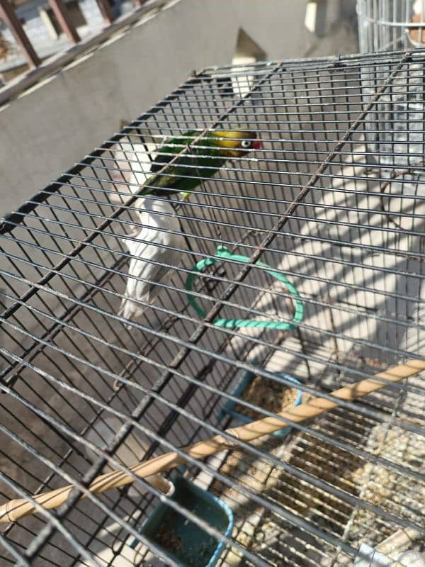 Albino, Black mask lovebird pair parrot 6