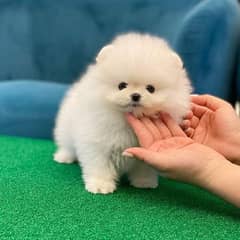 Pomeranian puppies 03361777030