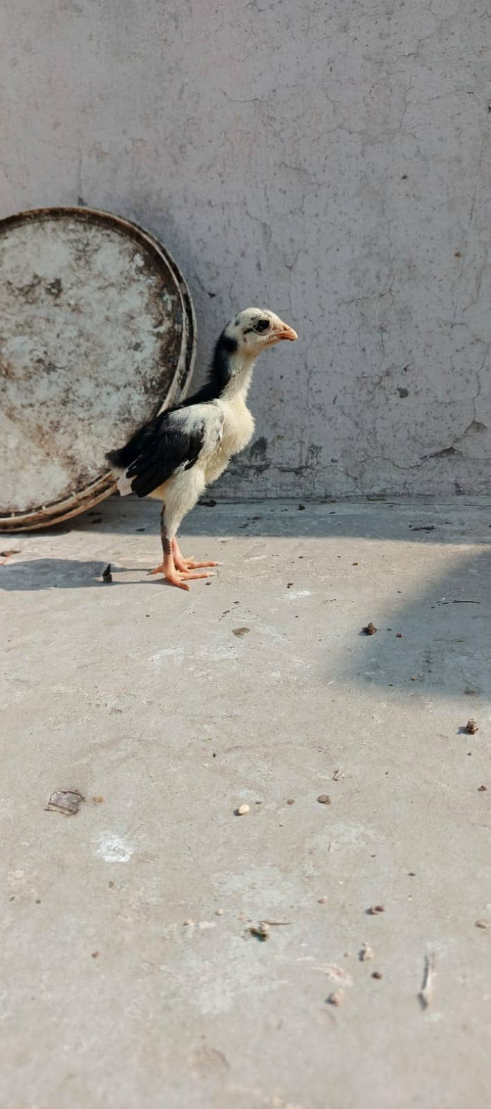 Thai Chicks / BlackEyes / Imported / High quality / chicks For Sale 6