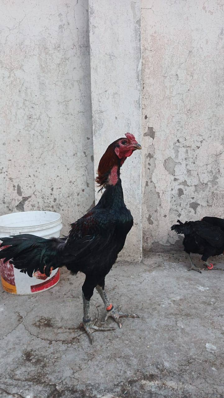 Thai Chicks / BlackEyes / Imported / High quality / chicks For Sale 9